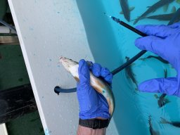 Juvenile Barbel Stocking